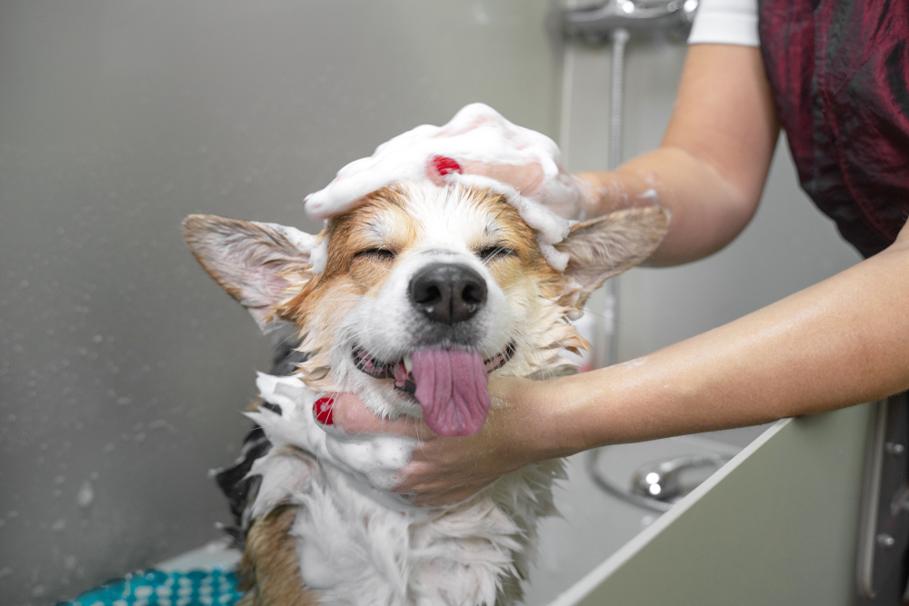 dog bathing frequency