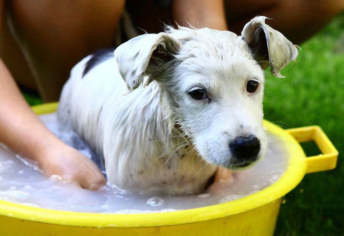 bathe stray dogs