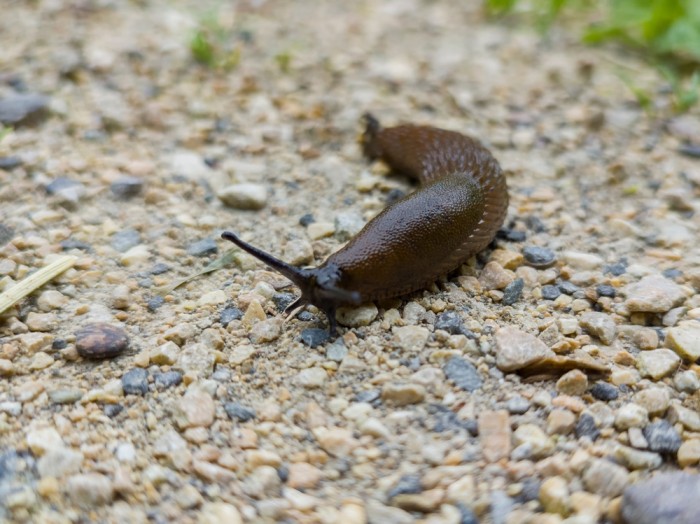 Pet Slug pic