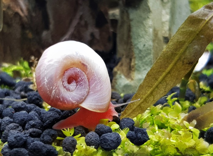 aqua snail