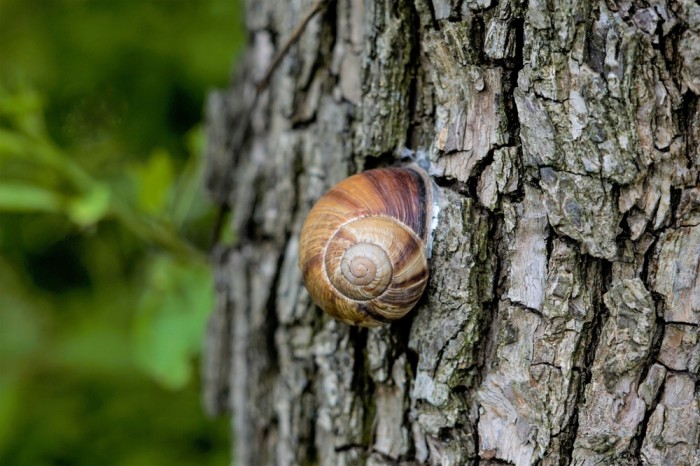 Tree Snails