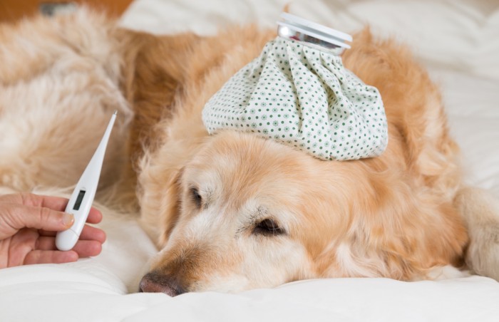 Dog Flu treatment