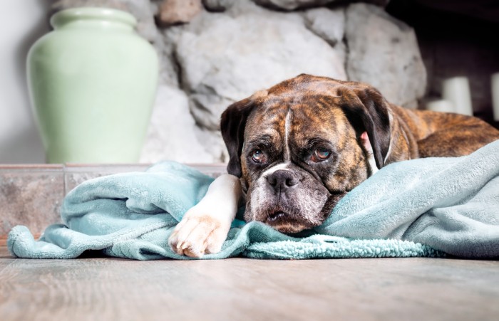 Boxer Dog is Dying